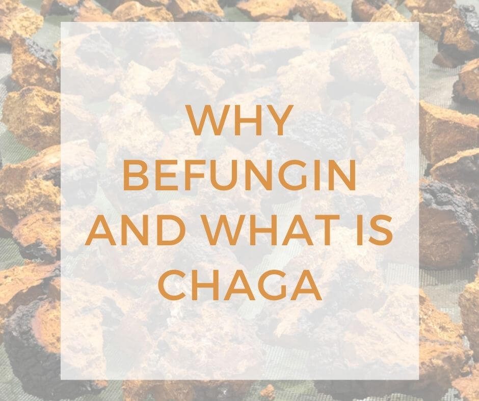 why befungin and what is chaga-2